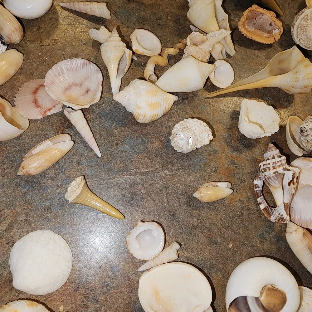 Beautiful Sea Shells Lot- Some Unique & Rare Shark teeth Aquarium Nautical Decor